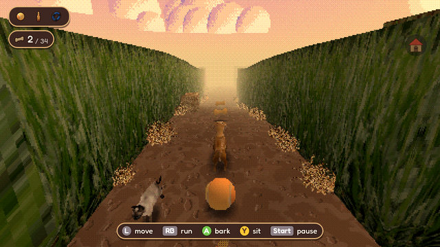 A sneaky cat pounces out of the corn
